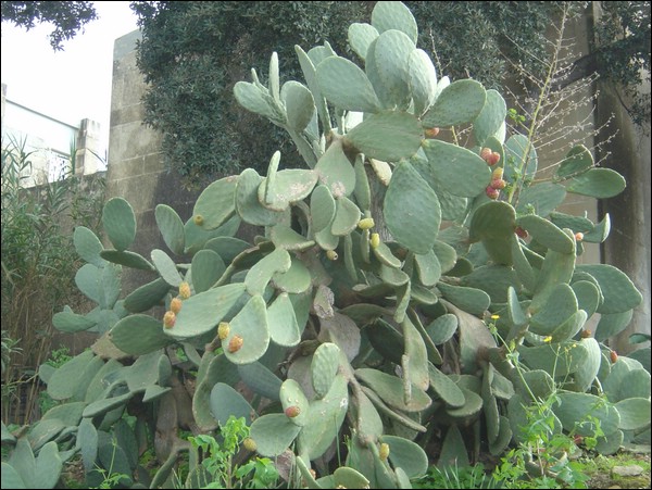 Hypogeum, Tarxien (17).JPG